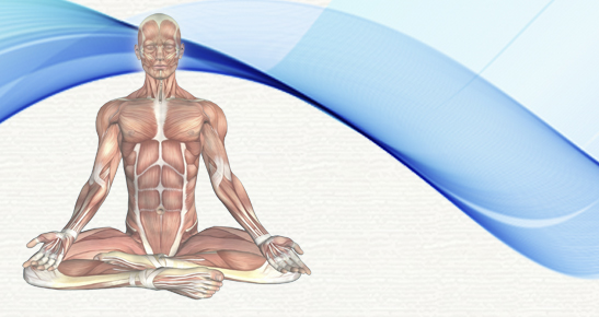 Anatomia Aplicada ao Yoga II - Os sistemas e a prática